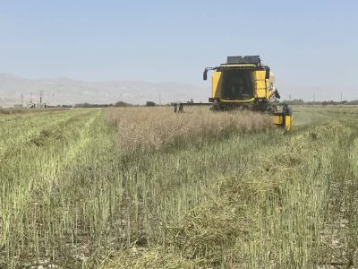 برداشت گندم در لامرد انجام شد