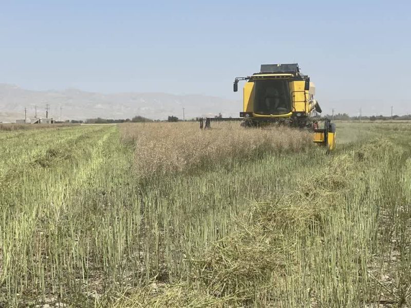 برداشت گندم در لامرد انجام شد